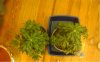 DSC01050.JPG