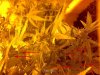 spidermites.jpg