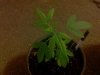 IMG_20130629_191249.jpg