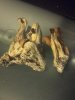 shroom.jpg