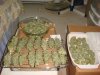 DSC01157.jpg