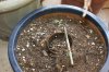 seedlings 004.jpg