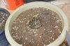 seedlings 003.jpg