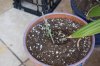 seedlings 002.jpg