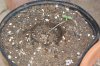 seedlings 001.jpg