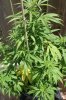 plant 002.jpg
