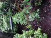 20130701_195950.jpg