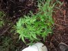 20130701_194235.jpg