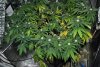 SIG_singlescrog__020_0207.jpg