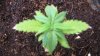 grow 006.jpg grow 006.jpg