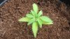 grow 008.jpg grow 008.jpg