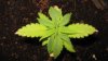 grow 009.jpg grow 009.jpg