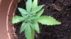 grow 002.jpg grow 002.jpg
