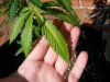 from seed deficiency 3.jpg