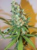 7wf-sativa1top.jpg 7wf-sativa1top.jpg