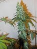 7wf-indica1.jpg 7wf-indica1.jpg