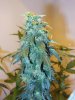 7wf-indica2top.jpg 7wf-indica2top.jpg