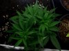 4wv-sativa1clonelsttop.jpg 4wv-sativa1clonelsttop.jpg