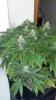 Pot4.jpg