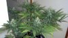 Pot6.jpg