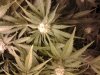 20130704_150746.jpg