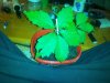 IMG_20130704_175620.jpg