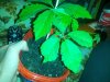 IMG_20130704_175644.jpg