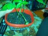 IMG_20130704_175657.jpg