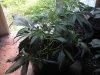 IMG_20130705_142849.jpg