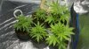 2013-07-05_09-19-39_882.jpg