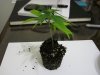 project bonsai 003.jpg