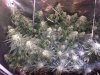 Indica 3.jpg