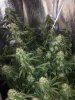 Indica 4.jpg