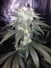 Sativa 3.jpg