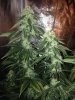 Sativa 4.jpg