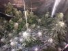 Sativa right.jpg