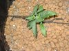 Enid day 19 lst top.jpg Enid day 19 lst top.jpg