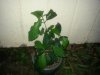 20130706_053237.jpg