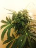 First Grow 2013 (18).jpg