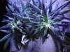 Indica (1).jpg