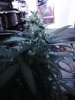 Indica (2).jpg
