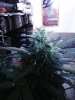 Indica (3).jpg