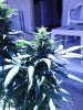 Indica (4).jpg