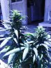 Indica (5).jpg