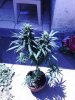 Indica (6).jpg