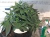 20130707_160304.jpg 20130707_160304.jpg