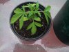 IMG_20130707_184327_762.jpg