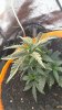 071813-8 after trim-2.jpg 071813-8 after trim-2.jpg
