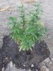 plant II.jpg plant II.jpg
