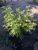 plant.jpg plant.jpg